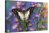 Tropical butterfly Polyura cognatus, Sulawesi blue nawab a Dagger Tailed Butterfly on blue Asters-Darrell Gulin-Stretched Canvas