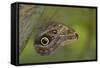 Tropical Butterfly Resting on a Branch.-Joe Petersburger-Framed Stretched Canvas