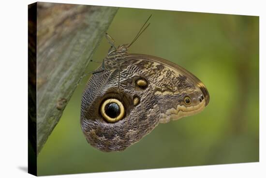 Tropical Butterfly Resting on a Branch.-Joe Petersburger-Stretched Canvas