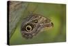 Tropical Butterfly Resting on a Branch.-Joe Petersburger-Stretched Canvas