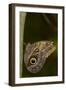 Tropical Butterfly Resting on a Branch.-Joe Petersburger-Framed Photographic Print