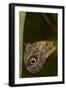 Tropical Butterfly Resting on a Branch.-Joe Petersburger-Framed Photographic Print