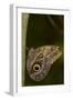 Tropical Butterfly Resting on a Branch.-Joe Petersburger-Framed Photographic Print