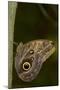 Tropical Butterfly Resting on a Branch.-Joe Petersburger-Mounted Photographic Print