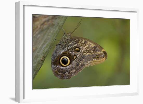 Tropical Butterfly Resting on a Branch.-Joe Petersburger-Framed Photographic Print