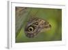 Tropical Butterfly Resting on a Branch.-Joe Petersburger-Framed Photographic Print