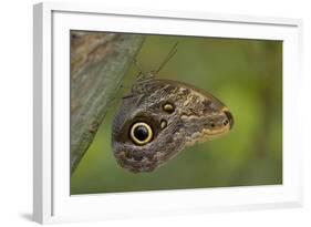 Tropical Butterfly Resting on a Branch.-Joe Petersburger-Framed Photographic Print