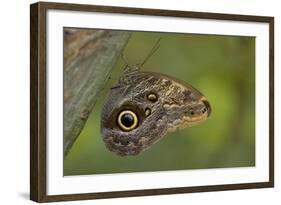 Tropical Butterfly Resting on a Branch.-Joe Petersburger-Framed Photographic Print