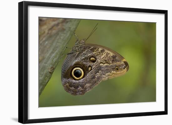 Tropical Butterfly Resting on a Branch.-Joe Petersburger-Framed Photographic Print