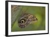 Tropical Butterfly Resting on a Branch.-Joe Petersburger-Framed Photographic Print