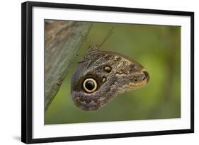 Tropical Butterfly Resting on a Branch.-Joe Petersburger-Framed Photographic Print