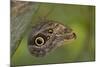 Tropical Butterfly Resting on a Branch.-Joe Petersburger-Mounted Photographic Print