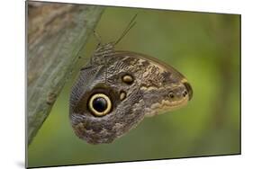 Tropical Butterfly Resting on a Branch.-Joe Petersburger-Mounted Photographic Print