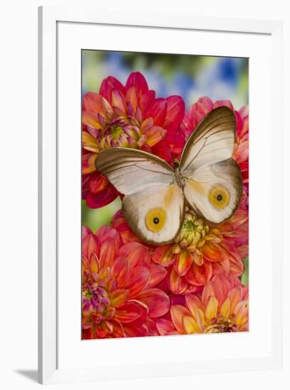 Tropical butterfly Taenaris macrops on Dahlia flowers-Darrell Gulin-Framed Photographic Print