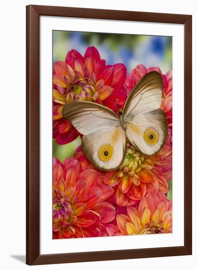 Tropical butterfly Taenaris macrops on Dahlia flowers-Darrell Gulin-Framed Photographic Print
