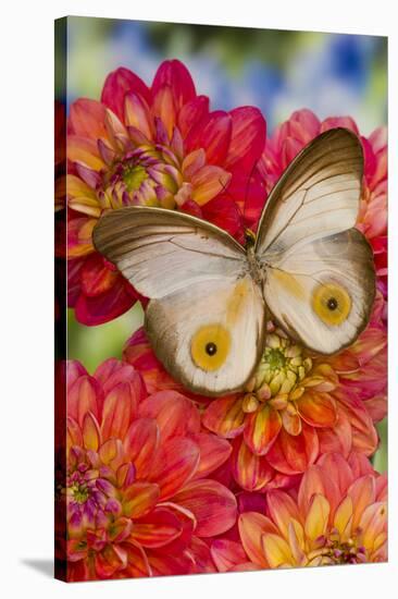 Tropical butterfly Taenaris macrops on Dahlia flowers-Darrell Gulin-Stretched Canvas