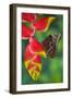 Tropical Butterfly the Blue Morpho hanging on Heliconia tropical plant-Darrell Gulin-Framed Photographic Print