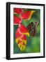 Tropical Butterfly the Blue Morpho hanging on Heliconia tropical plant-Darrell Gulin-Framed Photographic Print