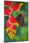 Tropical Butterfly the Blue Morpho hanging on Heliconia tropical plant-Darrell Gulin-Mounted Photographic Print