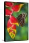 Tropical Butterfly the Blue Morpho hanging on Heliconia tropical plant-Darrell Gulin-Framed Stretched Canvas
