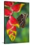 Tropical Butterfly the Blue Morpho hanging on Heliconia tropical plant-Darrell Gulin-Stretched Canvas