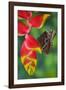 Tropical Butterfly the Blue Morpho hanging on Heliconia tropical plant-Darrell Gulin-Framed Photographic Print