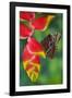 Tropical Butterfly the Blue Morpho hanging on Heliconia tropical plant-Darrell Gulin-Framed Photographic Print