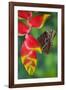 Tropical Butterfly the Blue Morpho hanging on Heliconia tropical plant-Darrell Gulin-Framed Photographic Print