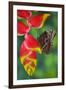 Tropical Butterfly the Blue Morpho hanging on Heliconia tropical plant-Darrell Gulin-Framed Photographic Print