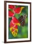 Tropical Butterfly the Blue Morpho hanging on Heliconia tropical plant-Darrell Gulin-Framed Photographic Print