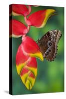 Tropical Butterfly the Blue Morpho hanging on Heliconia tropical plant-Darrell Gulin-Stretched Canvas