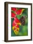 Tropical Butterfly the Blue Morpho hanging on Heliconia tropical plant-Darrell Gulin-Framed Photographic Print