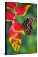 Tropical Butterfly the Blue Morpho hanging on Heliconia tropical plant-Darrell Gulin-Stretched Canvas