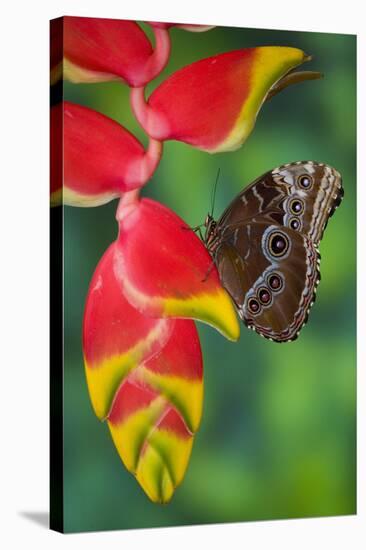 Tropical Butterfly the Blue Morpho hanging on Heliconia tropical plant-Darrell Gulin-Stretched Canvas