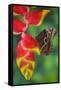 Tropical Butterfly the Blue Morpho hanging on Heliconia tropical plant-Darrell Gulin-Framed Stretched Canvas
