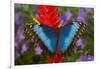 Tropical Butterfly the Blue Morpho, Morpho granadensis on ginger flower-Darrell Gulin-Framed Photographic Print