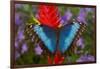 Tropical Butterfly the Blue Morpho, Morpho granadensis on ginger flower-Darrell Gulin-Framed Photographic Print