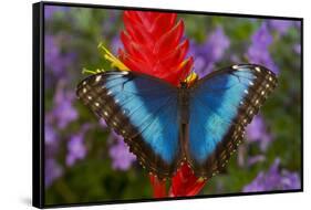 Tropical Butterfly the Blue Morpho, Morpho granadensis on ginger flower-Darrell Gulin-Framed Stretched Canvas