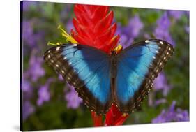 Tropical Butterfly the Blue Morpho, Morpho granadensis on ginger flower-Darrell Gulin-Stretched Canvas