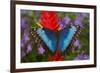 Tropical Butterfly the Blue Morpho, Morpho granadensis on ginger flower-Darrell Gulin-Framed Photographic Print