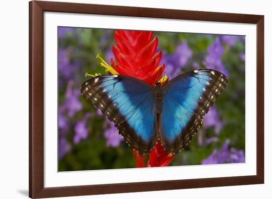 Tropical Butterfly the Blue Morpho, Morpho granadensis on ginger flower-Darrell Gulin-Framed Photographic Print