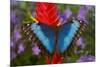Tropical Butterfly the Blue Morpho, Morpho granadensis on ginger flower-Darrell Gulin-Mounted Photographic Print