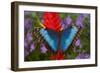 Tropical Butterfly the Blue Morpho, Morpho granadensis on ginger flower-Darrell Gulin-Framed Photographic Print