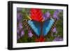 Tropical Butterfly the Blue Morpho, Morpho granadensis on ginger flower-Darrell Gulin-Framed Photographic Print