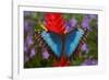 Tropical Butterfly the Blue Morpho, Morpho granadensis on ginger flower-Darrell Gulin-Framed Photographic Print