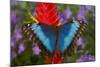 Tropical Butterfly the Blue Morpho, Morpho granadensis on ginger flower-Darrell Gulin-Mounted Photographic Print