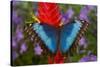 Tropical Butterfly the Blue Morpho, Morpho granadensis on ginger flower-Darrell Gulin-Stretched Canvas