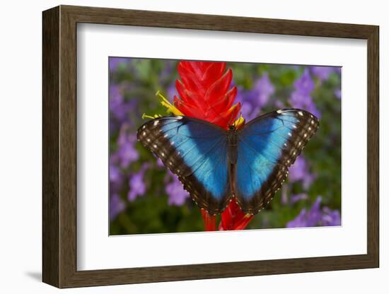 Tropical Butterfly the Blue Morpho, Morpho granadensis on ginger flower-Darrell Gulin-Framed Photographic Print