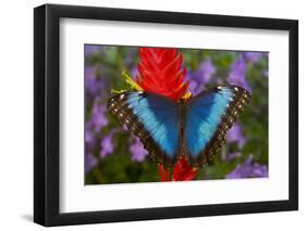 Tropical Butterfly the Blue Morpho, Morpho granadensis on ginger flower-Darrell Gulin-Framed Photographic Print
