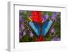 Tropical Butterfly the Blue Morpho, Morpho granadensis on ginger flower-Darrell Gulin-Framed Photographic Print